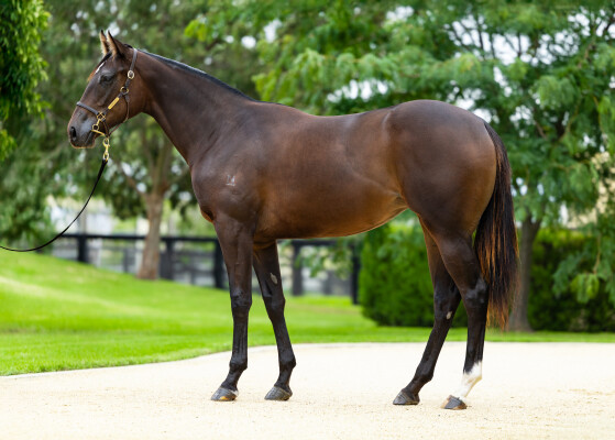 Lot 103: Snitzel / Peace Time (USA)