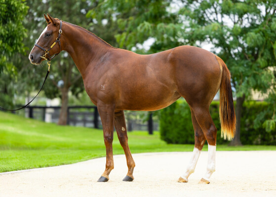 Lot 250: Snitzel / Volks Lightning (NZ)