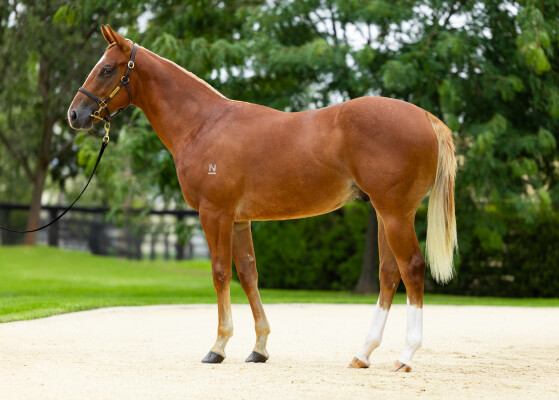 Lot 252: Extreme Choice / Warmth