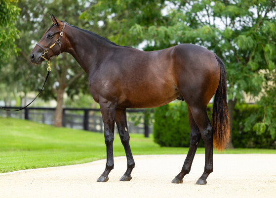 Lot 255: Stay Inside / Whispered Secret