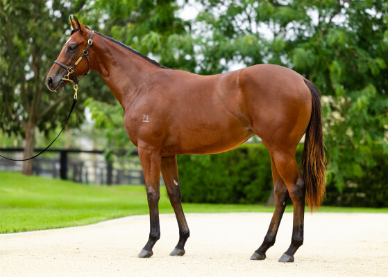 Lot 320: Extreme Choice / Champagne Cath