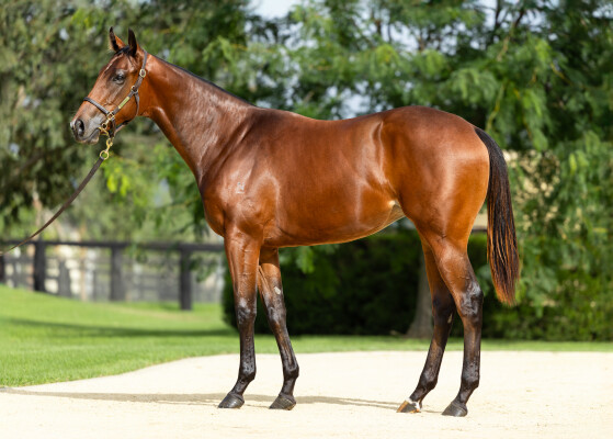 Lot 326: Extreme Choice / Cicatrix (USA)