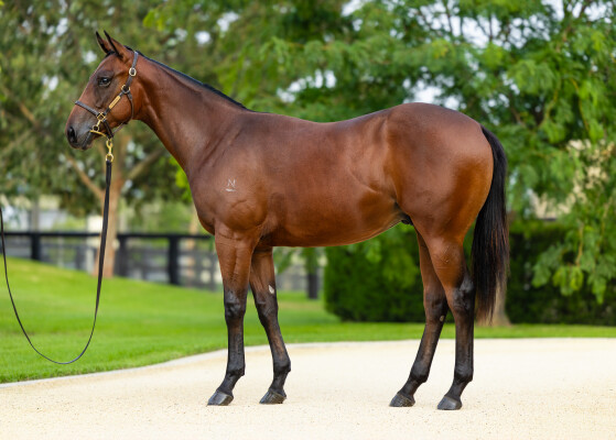 Lot 329: Extreme Choice / Coco as in Chanel (USA)