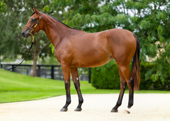 Lot 421: Extreme Choice / Istanford (USA)