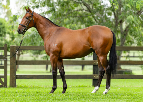 Lot 6: All Too Hard / Juliet's Princess (USA)