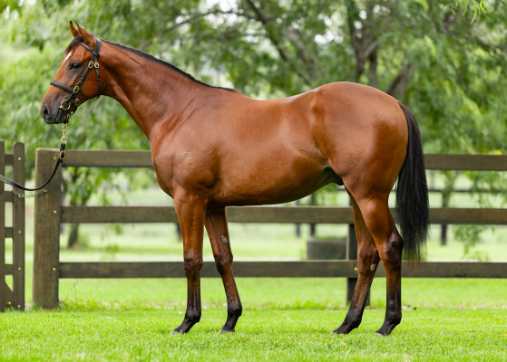 Lot 120: Super Seth / Regally Blonde
