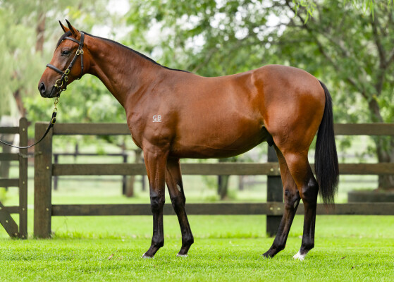 Lot 193: Pierro / Stormy Choice
