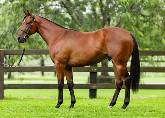 Lot 202: So You Think (NZ) / Supreme Idea