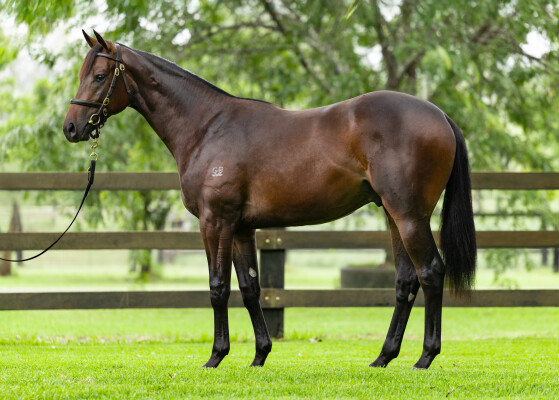 Lot 223: I Am Invincible / Tiberias (FR)