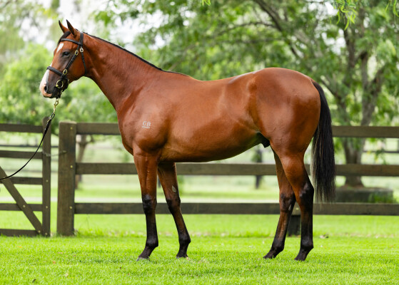 Lot 258: King's Legacy / Wooing (IRE)