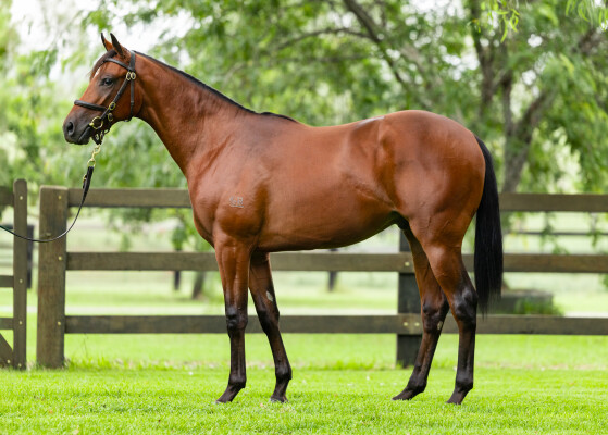 Lot 275: Dundeel (NZ) / Amerindia (GB)