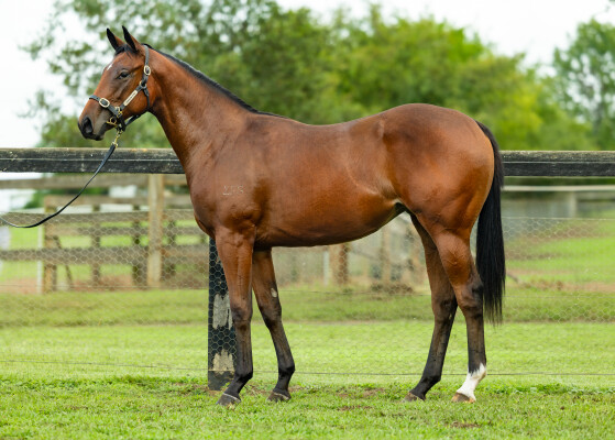 Lot 56: Pierata / Meryl