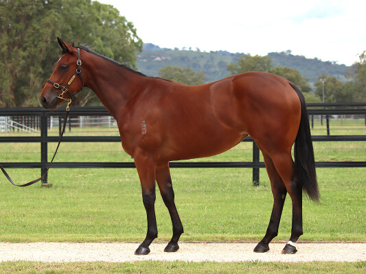 Lot 125: Home Affairs / Rocket Science (IRE)