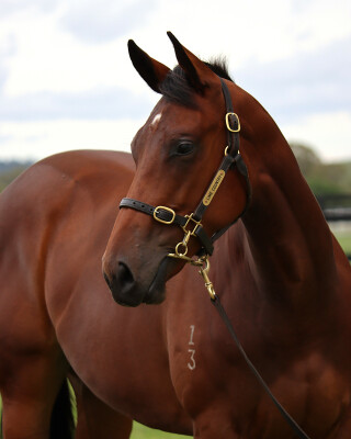 Lot 125: Home Affairs / Rocket Science (IRE)