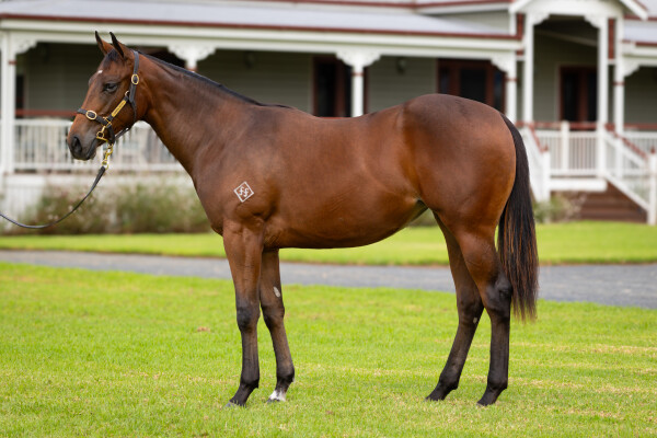 Lot 4: Zousain / Jolie Brise