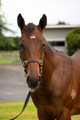 Lot 4: Zousain / Jolie Brise