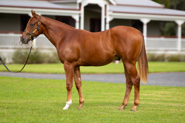 Lot 83: Zoustar / News Girl