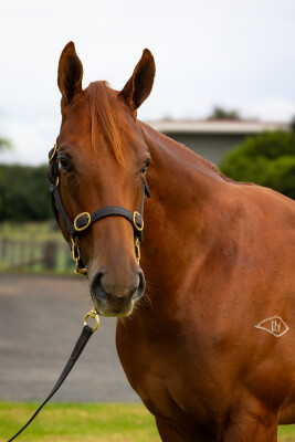 Lot 83: Zoustar / News Girl