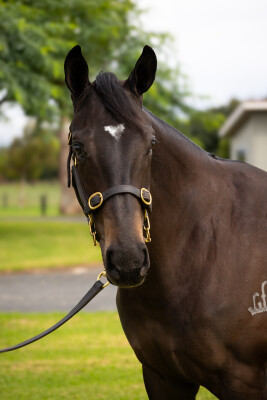 Lot 172: Wootton Bassett (GB) / Snickerdoodledandy