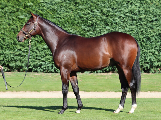 Lot 131: Per Incanto (USA) / Rosetta (NZ)