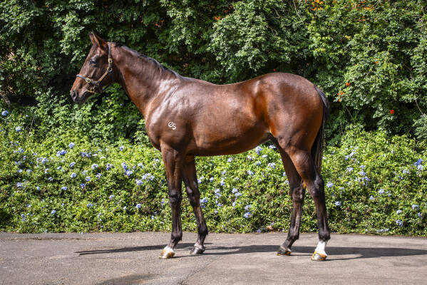 Lot 79: Zoustar / Mysterious Light