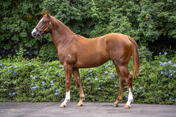 Lot 112: Exceed and Excel / Princess Coup