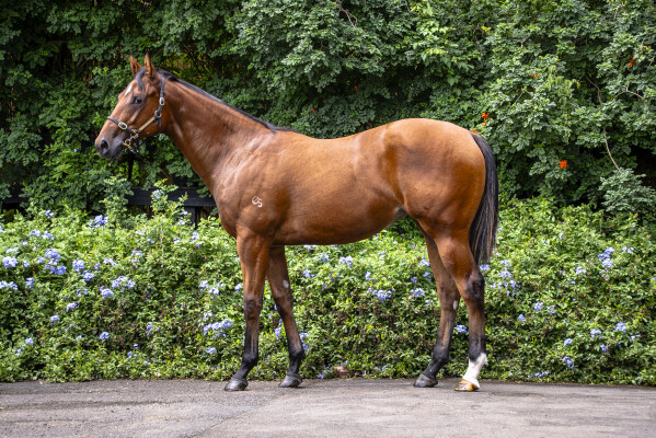 Lot 280: Ole Kirk / Apicius