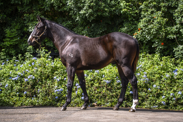 Lot 330: Toronado (IRE) / Conversely (IRE)