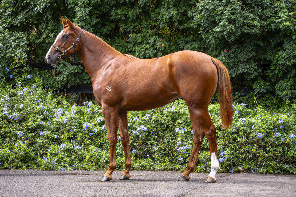 Lot 348: Frankel (GB) / Dorothy of Oz