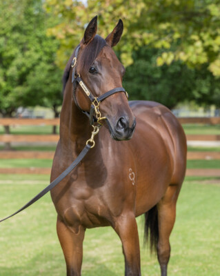 Lot 178: Too Darn Hot (GB) / Sort After