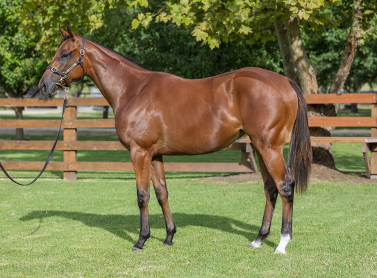 Lot 228: Zoustar / Too Good Too Hard
