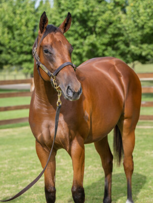 Lot 228: Zoustar / Too Good Too Hard
