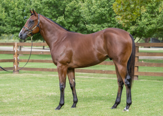 Lot 319: Stay Inside / Chachapoyas