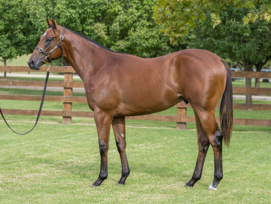 Lot 325: Extreme Choice / Chintz (NZ)