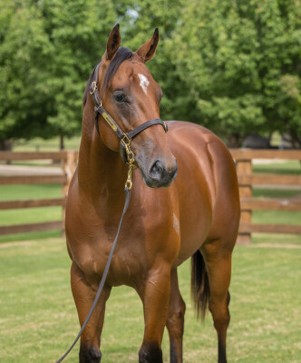 Lot 325: Extreme Choice / Chintz (NZ)