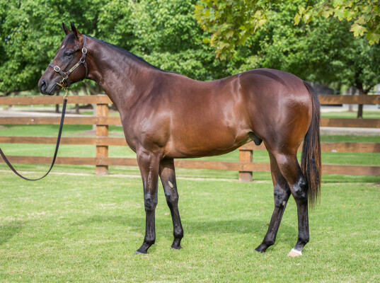 Lot 350: Wootton Bassett (GB) / Egyptian Missile