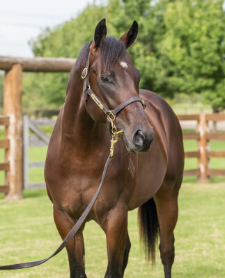 Lot 350: Wootton Bassett (GB) / Egyptian Missile