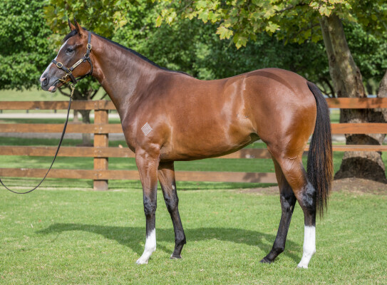 Lot 370: So You Think (NZ) / Faith in Hand