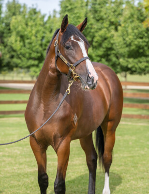 Lot 370: So You Think (NZ) / Faith in Hand
