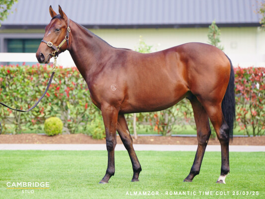 Lot 127: Almanzor (FR) / Romantic Time (NZ)