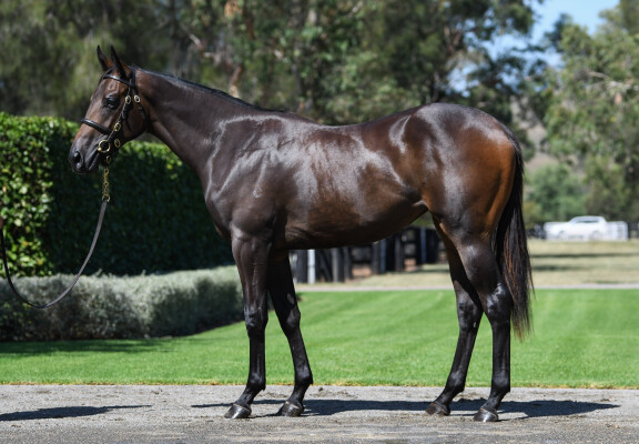 Lot 46: Zoustar / Magical Weekend (USA)