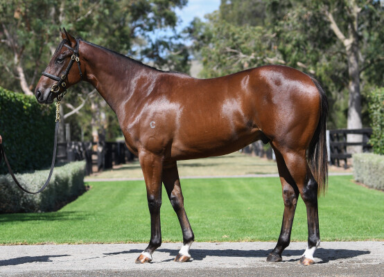 Lot 73: Wootton Bassett (GB) / Montia