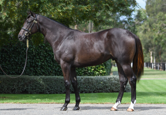 Lot 80: Wootton Bassett (GB) / Nakeeta Jane