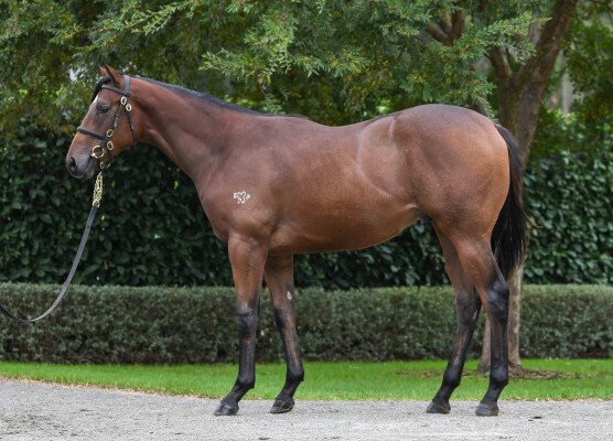 Lot 88: Too Darn Hot (GB) / Nothin' on Me (NZ)