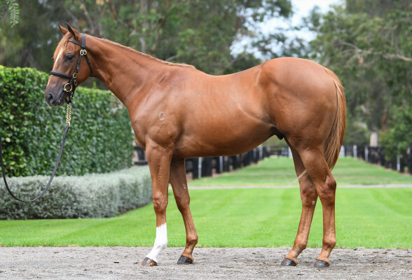 Lot 102: Home Affairs / Paulownia