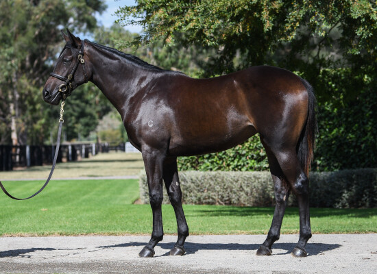 Lot 105: So You Think (NZ) / Personal