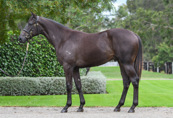 Lot 128: Wootton Bassett (GB) / Rose Memory (IRE)