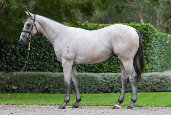 Lot 155: Extreme Choice / Shadow