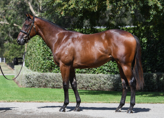 Lot 158: Home Affairs / Shout the Bar