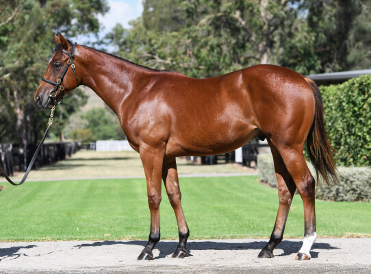 Lot 167: Home Affairs / Simply a Dream (IRE)